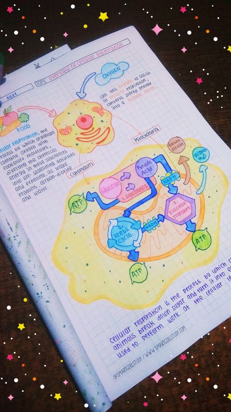 Cellular Respiration Poster, Cellular Respiration Diagram, Photosynthesis Drawing, Cellular Respiration Notes, Respiration Notes, Photosynthesis Projects, Botany Aesthetic, Neet Study, Bio Project