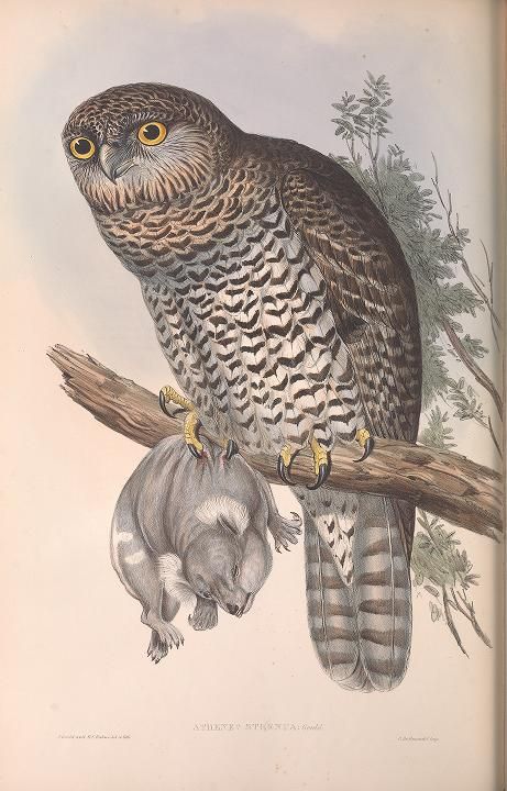 v.1 (1848) - The birds of Australia. - Biodiversity Heritage Library John Gould, Birds Of Australia, World Birds, Free Illustration Images, Australian Wildlife, Old Book Pages, Owl Art, Art Clipart, Picture Collection