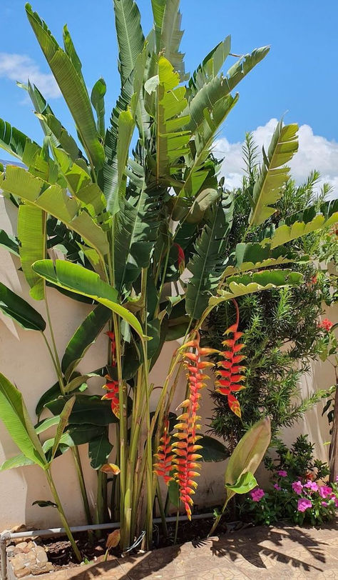 Tropical Backyard Landscaping, Dream Garden Backyards, Tropical Landscape Design, Tropical Garden Design, Jungle Gardens, Tropical Backyard, Fall Garden Vegetables, Recycled Garden, Tropical Oasis