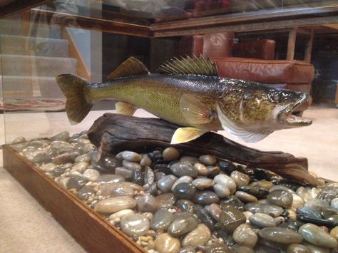 Custom made walleye mount table work done by Upcycle by Michael l.l.c check them out on Facebook! Reclaimed Furniture, Cabin Life, Man Cave, Custom Made, Woodworking, Cabin, Furniture, Quick Saves