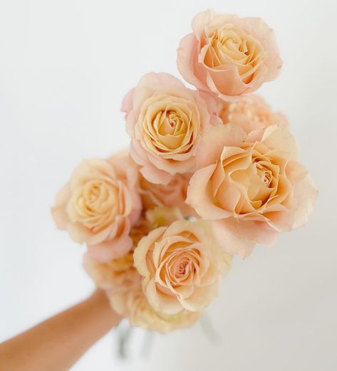 Peach Spray Rose, Sahara Sensation Rose, Sahara Sensation Spray Rose, Sahara Spray Rose, Rosy Sunset Wedding, Czech Wedding, Executive Women, Sahara Rose, August Flowers