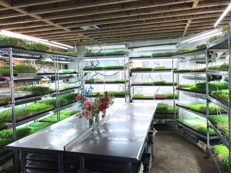 You Won't Believe What's in The Pub & The People's Basement - Washington City Paper Indoor Irrigation System Diy, Microgreen Farming, Microgreens Garden, Washington City, City Paper, Indoor Farming, Indoor Vegetables, Aquaponics Diy, Hydroponic Farming