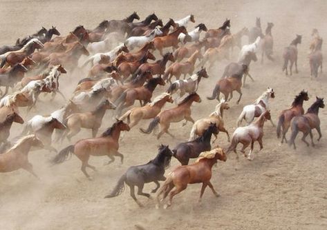 Holland Windmills, Horses Running, Calgary Stampede, Wild Mustangs, Majestic Horse, All The Pretty Horses, Horse Crazy, Clydesdale, Horse Life