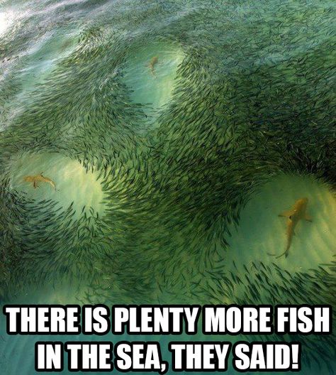 how i feel sometimes Plenty Of Fish, Reef Shark, White Sharks, Ocean Creatures, Sea Fish, Sealife, Underwater World, Ocean Life, Scuba Diving