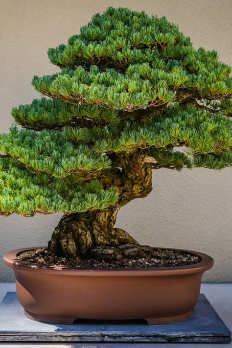 Podocarpus Bonsai, Podocarpus Macrophyllus, Japanese Bonsai Tree, Japanese Plants, Pre Bonsai, Bonsai Tree Care, Japanese Bonsai, Live Tree, Tree Pruning