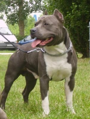 Dog Staffy, Stafford Terrier, Cute Pitbull Puppies, Family Dogs Breeds, American Staff, Pitbull Dogs, Pitt Bulls, Nanny Dog, Famous Dogs