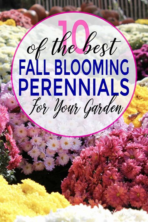 Ideas for perennials and shrubs to grow in autumn that will give your yard or garden landscape beautiful fall flowers. #fromhousetohome #fall #gardening #gardenideas #gardeningtips #fallflowers #sunperennials #gardens Plants For Full Sun, Fall Flowers Garden, Blooming Perennials, Fall Perennials, Fall Gardening, Full Sun Plants, Best Perennials, Sun Perennials, Alpine Plants