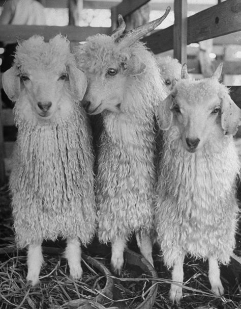 Goat Breeds, Red Wine Stains, Angora Goat, Goats And Sheep, Raising Goats, Alfred Eisenstaedt, Angora Goats, Cute Goats, Petting Zoo