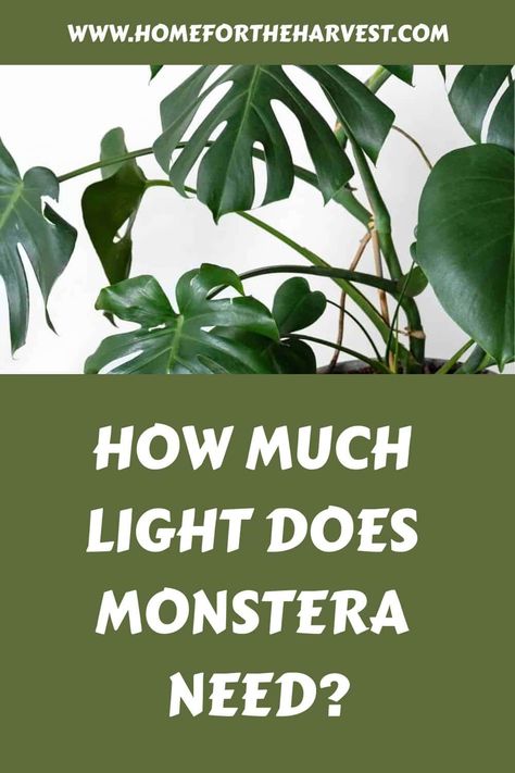 How much light does a monstera need? Tropical Beauty, Leafy Plants, Dappled Light, Cheese Plant, Monstera Plant, Monstera Deliciosa, Indoor Gardening, Grow Light, Ornamental Plants