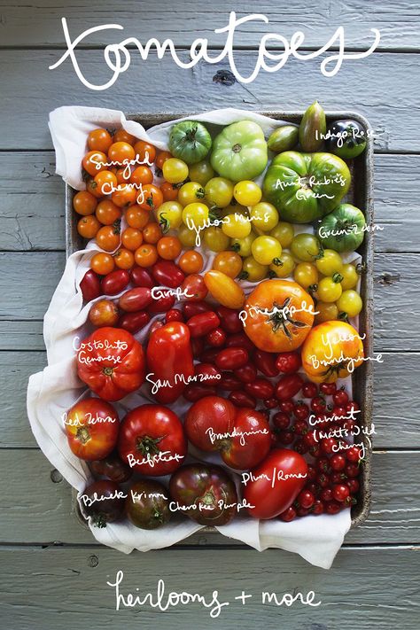 Tomatoes come in all different shapes, colors, sizes, and flavors. Get to know each member of the delicious family with this guide. via @youngaustinian Labelling Ideas, Tanaman Tomat, Heirloom Garden, Tomato Varieties, Types Of Tomatoes, Growing Tomatoes In Containers, Garden Hacks, Heirloom Tomato, Vertical Gardens