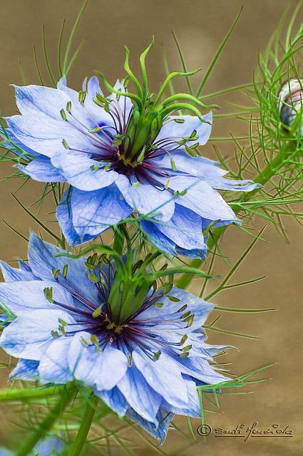 Nigella Flower, Mist Flower, Love In The Mist, Nigella Damascena, Blue Bell Flowers, Cold Porcelain Flowers, Backyard Flowers, Cottage Garden Plants, Unusual Flowers