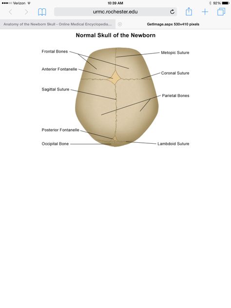 Fetal head Skull Anatomy, Anatomy Bones, Skeleton Anatomy, Skull Model, Newborn Nursery, Daily Exercise Routines, Fitness Motivation Pictures, Medical Anatomy, Anatomy And Physiology