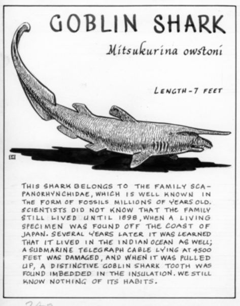 Marine Biology Sharks, Vintage Shark Poster, Swell Shark, Fun Facts About Sharks, Shark Information, Ocean Journal, Oceanography Marine Biology, Shark Books, Marine Poster