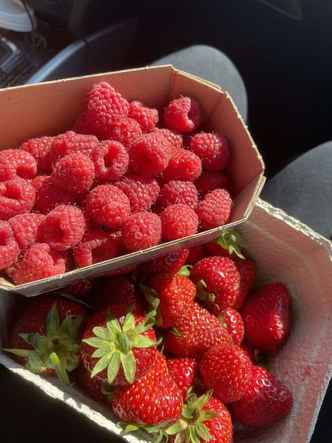 #strawberry #fruit #yummy #raspberry #harvest #pinterest #boost Raspberries Aesthetic, Raspberry Picking, Strawberries And Raspberries, Fruit Picking, Strawberry Fruit, Food Is Fuel, Food Obsession, Pretty Food, Food Cravings