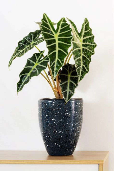 Beginner’s Guide to Caring For Alocasia ‘Polly’ (Alocasia Amazonica or African Mask Plant) – Garden Betty Alocasia African Mask Plant, Ear Sculpture, Colocasia Plant, Elephant Ear Plant Care, African Mask Plant, Garden Betty, Exotic House Plants, Africa Mask, Shade Loving Plants