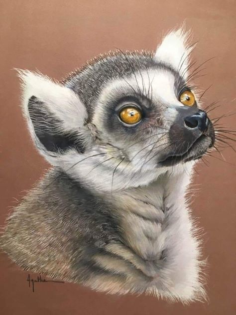 Lemur Art, Colored Pencil Artwork Ideas, Colored Pencil Artwork, Rock Painting Art, Color Pencil Drawing, African Animals, Charcoal Drawing, Pastel Drawing, Madagascar