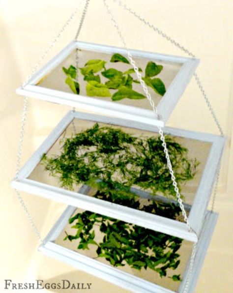 Repurpose Picture Frames Diy, Repurpose Picture Frames, Herb Drying Rack, Herb Drying, Fabulous Diy, Diy Picture Frames, Fresh Eggs, Growing Herbs, Drying Rack