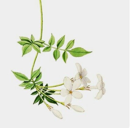 Sampaguita Flower, Delphinium Bouquet, Bush Drawing, Jasmine Tattoo, Wedding Collage, Red Ink Tattoos, Jasmine Flower, Botanical Drawings, Flower Illustration