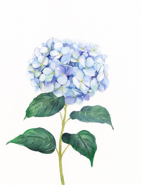 "This listing is for an archival print of my original watercolor painting of blue hydrangea. Please choose the sizes from the drop menu. There are standard inches sizes and A-sizes also. Custom sizes are available too, please contact me for a quotation. Each print is giclee print with Epson Ultra Chrome pigment inks on archival acid- and lignin-free Fine Art Paper, which gives the vibrant colors and meets the most exacting requirements for age resistance. The print looks very much like an origin Hydrangeas Art, Watercolor Hydrangea, Hydrangea Painting, Printable Flower, Flower Watercolor, Painting Flower, Plant Painting, Watercolor Flowers Paintings, Botanical Painting