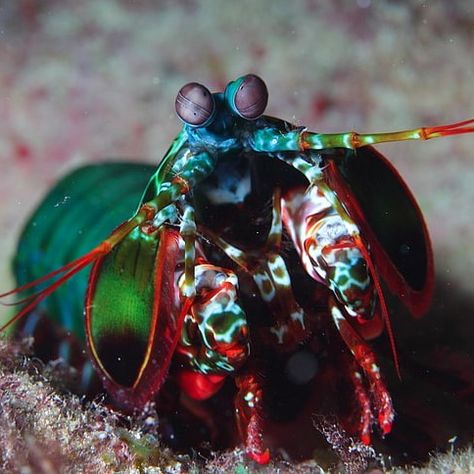 Peacock Mantis Shrimp, Cool Sea Creatures, Leafy Sea Dragon, Mandarin Fish, Mantis Shrimp, Deep Sea Creatures, Beautiful Sea Creatures, Water Animals, Underwater Creatures