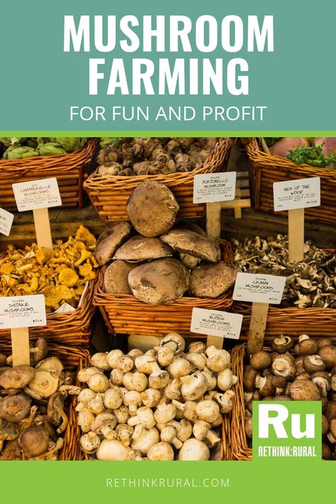 Diy Mushroom Farm, Foraging For Mushrooms, Home Grown Mushrooms, How To Start A Mushroom Farm, Indoor Mushroom Garden, Mushroom Growing Room, Mushroom Farming Business, Growing Mushrooms Outdoors, Mushroom Farming At Home