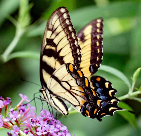 Tiger Swallowtail Papilio glaucus #1 - 08.03.20 Moth Species, Tiger Swallowtail, Wild Life, Pretty Good, Moth, Deviantart