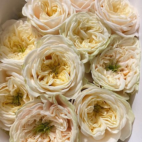 Auction Direct Flowers on Instagram: “These VIP roses... Darlington from @vip_roses #viproses #luxuryroses #wholesaleflowers #wholesaleflorist #londonflorist #weddingflorist…” Vip Roses, Bulk Flowers Online, Fresh Cut Roses, Wholesale Roses, Wholesale Flowers, Flowers Online, Fresh Cut, Wedding Florist, Floral Designs