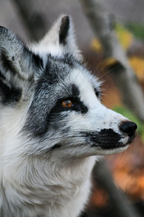 Fox with cool spots Close Up, Fox, Trees, White