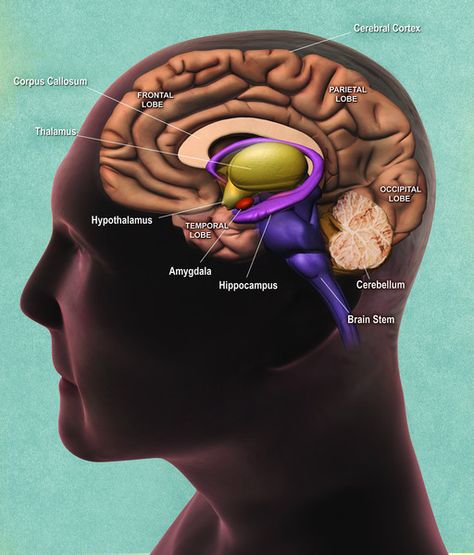 Hippocampus Brain, Occipital Lobe, Cerebral Cortex, Frontal Lobe, Brain Structure, Limbic System, Brain Stem, The Human Brain, Cognitive Science