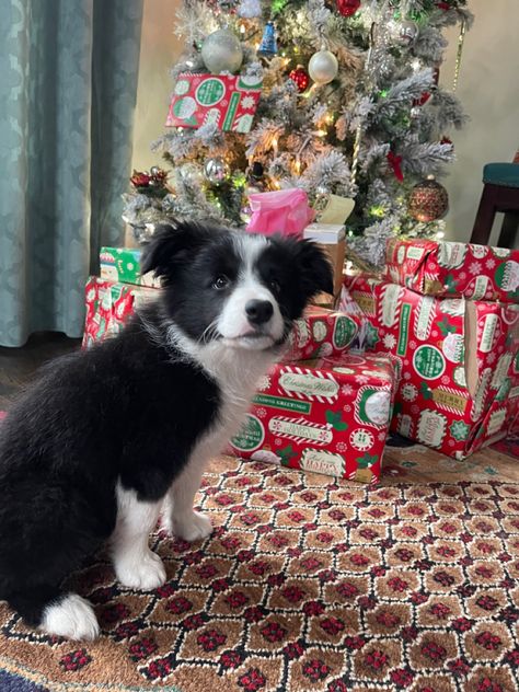 Border Collie Puppy Aesthetic, Border Collie Aesthetic, Christmas Border Collie, Border Collie Christmas, Xmas Animals, Cat Drooling, Dog Christmas Tree, Have A Happy Holiday, Border Collie Puppies