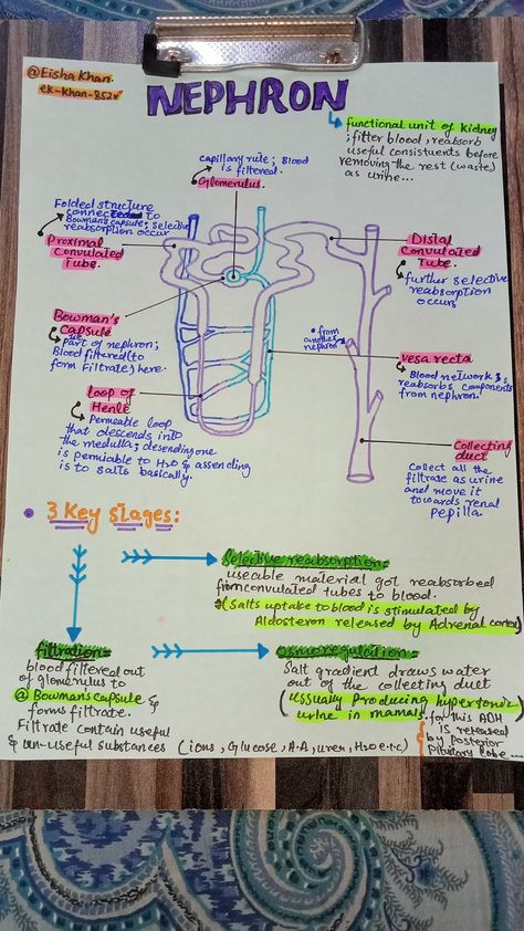 Function Of Kidney Notes, Function Of Kidney, Nephron Structure And Function, Excretory Products And Their Elimination Neet Notes, Anatomy Captions For Instagram, Biology Notes Life Processes, Structure Of Eye Notes, Structure Of Nephron Diagram, Nephron Diagram Class 10