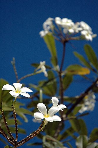 Frangipani Plumeria Alba, Plant Reference, Pretty Flowers Photography, Aromatic Plant, Plumeria Flowers, Flower Video, Night Garden, Organic Gardening Tips, Tree Photography