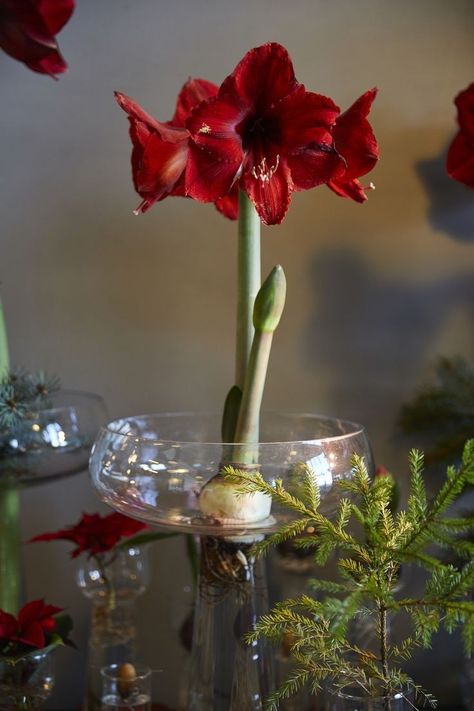 Amaryllis Christmas, Red Amaryllis, 19 November, Christmas Flowers, Simple Christmas, Red Christmas, Christmas Time, Advent, Glass Vase