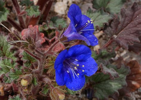 Desert Bluebells Blue Tweedia Flower, Desert Butterfly, Phacelia Campanularia, Blue Daze Evolvulus, Desert Bluebells, Texas Bluebells Flower, Desert Cactus, Water Gardens, Water Garden