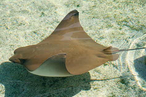 cownose ray Cownose Ray, Cow Nose, Aquarium Of The Pacific, Stingray Fish, Dolphin Tale, Tattoo Thoughts, Sea Anemone, African Cichlids, Long Beach California