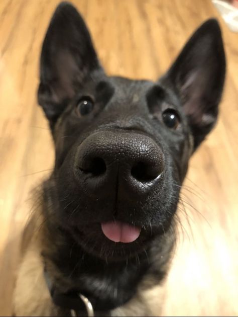 Silly Cute Dog Pictures, Puppy Belgian Malinois, Cute Belgian Malinois Puppies, Dog Belgian Malinois, Dog Tongue Out, Belgian Shepherd Malinois, Funny Malinois, Belgian Malinois Aesthetic, Belgian Malinois Funny