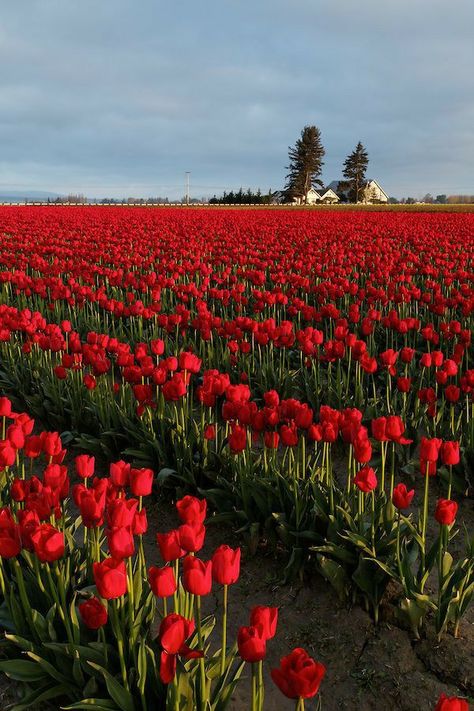 Plants Beautiful, Shotting Photo, Tulip Fields, Flower Therapy, Red Tulips, Flowers Plants, Tulips Flowers, Nature Aesthetic, Flowers Nature