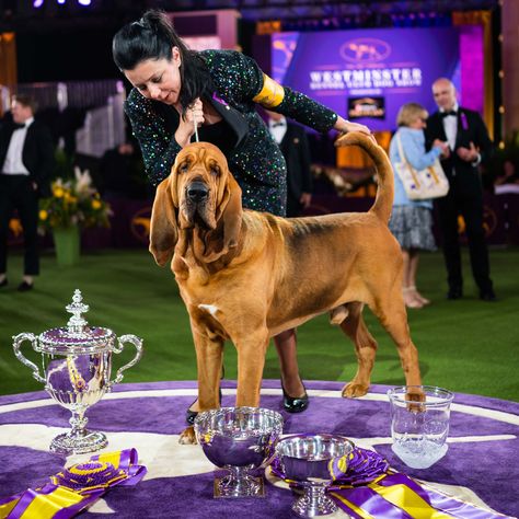 BEST IN SHOW: Trumpet, Bloodhound (4 y/o), 146th Westminster Kennel Club Dog Show, Tarrytown, NY. June 22nd, 2022. Tarrytown Ny, Westminster Dog Show, Pro Plan, Tennis Center, Purina Pro Plan, Billie Jean, Terrier Breeds, Best In Show, Billie Jean King