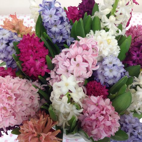 Stunning mixed hyacinths bouquet Hyancith Bouquet, Hyacinths Bouquet, Hyacinth Aesthetic, Hyacinth Bouquet, Language Of Flowers, + Core + Aesthetic, Weeding, Future Wedding, Colorful Flowers