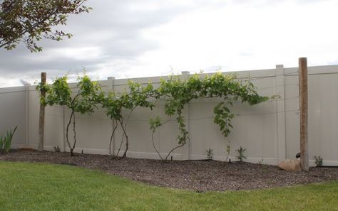 Hettinger.us: Decorative Grapevine Trellis Grape Vine Trellis Ideas, Vine Trellis Ideas, Grapevine Trellis, Grape Vine Trellis, Grape Trellis, Dream Backyard Garden, Vine Trellis, English Garden Design, Folk Medicine