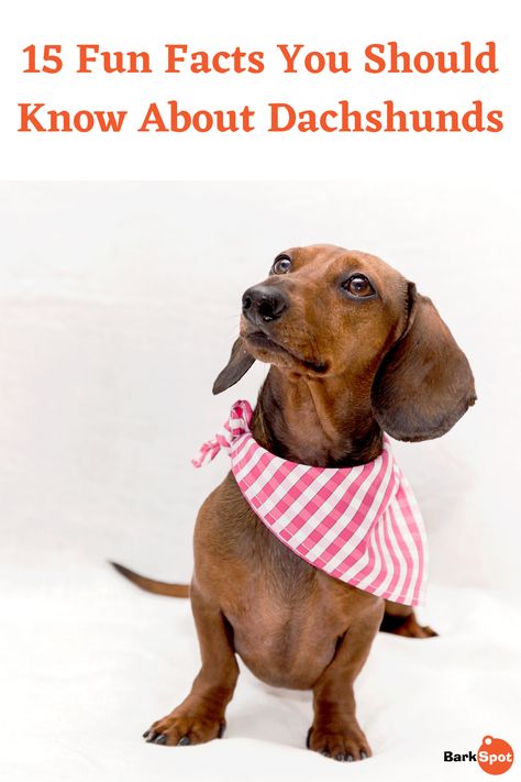 If you already have a Doxie in your life, or even if you admire the breed from afar, it’s time to test your knowledge with these Dachshund facts. #dogbreed #dogmom #doglovers #dachshunds Dachshund Personality, Dachshund Facts, Dachshund Breed, Hound Dogs, Helpful Things, Train Your Dog, Pet Care Tips, Hound Dog, Dachshund Dog