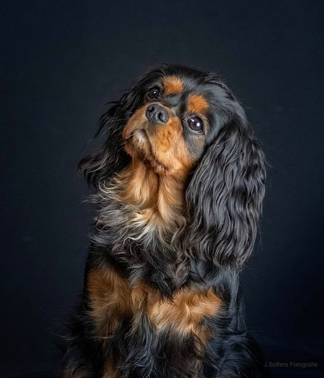 Black and tan Black And Tan King Charles Cavalier, King Charles Cavalier Spaniel Black & Tan, Black And Tan Cavalier King Charles, Small Family Dogs, King Charles Cocker Spaniel, Cavalier King Spaniel, King Spaniel, King Charles Puppy, Cavalier King Charles Dog