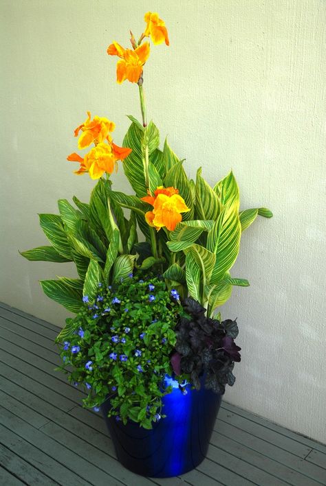 https://flic.kr/p/cHP2Tw | Tropicanna Gold canna with flowers in container garden | This Tropicanna mixed container garden in a metallic blue pot shows how Tropicanna Gold, with its yellow and orange bloom, is the perfect thriller in any container needing "thrillers," "fillers" and "spillers." Blue torenia and the dark-foliaged black heuchera are the spiller and filler, respectively. Tropicanna Gold, with its gold stripes and tropical flower, is part of Tesselaa... Summer Planter, Canna Lily, Container Garden Design, Container Gardening Flowers, Flower Pots Outdoor, Garden Containers, Container Garden, Container Flowers, Ornamental Grasses