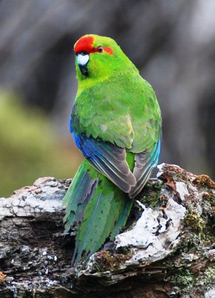 Kakariki from New Zealand - wonderful pets Kakariki Bird, Kakariki Parrot, Best Pet Birds, Posts Ideas, Bird Drawing, Exotic Bird, Bird Supplies, Pet Bird, All Birds