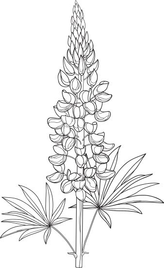 Lupin Drawing, Flowers Vector, Simple Illustration, Blue Bonnets, Bunch Of Flowers, Flower Illustration, Surface Design, I Tattoo, Easy Drawings