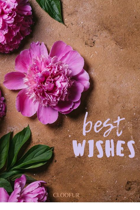 Simple pretty best wishes card , beautiful flower with text design , cloofur Best Wishes Card, Brown Hairstyles, Best Wishes, Text Design, Beautiful Flower, Chocolates, Beautiful Flowers, Good Morning, Love Quotes