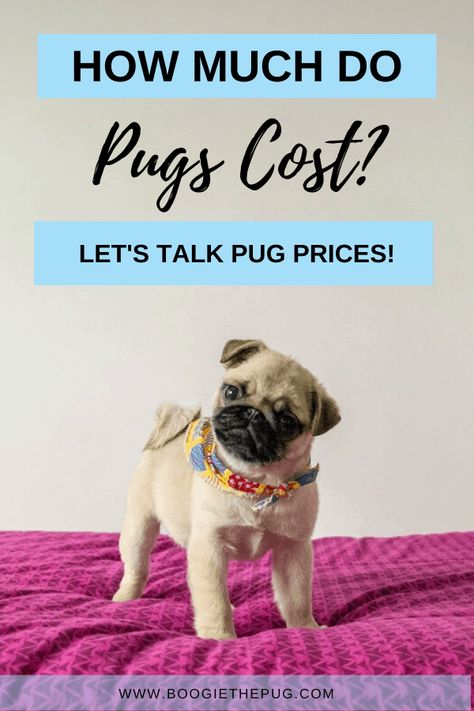 Want to add a pug to your family? Let's talk all about pug prices. Here's how much a pug will cost you. Welcome to the pug club! Baby Pugs For Sale, Pug Puppies Funny, Pug Training, Pug Facts, Pugs For Sale, Teacup Pug, Pug Accessories, Pug Puppies For Sale, Cheap Puppies