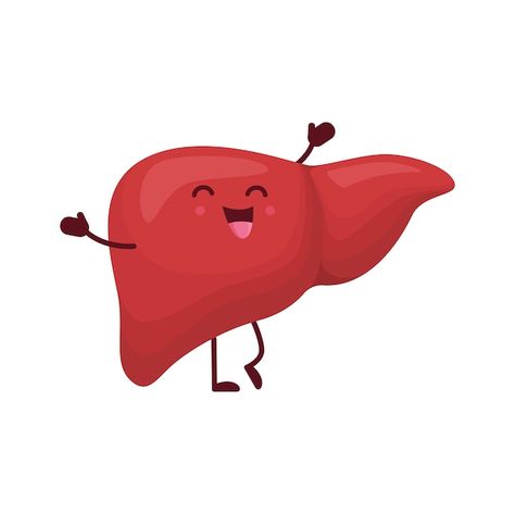 Liver Cartoon, Liver Drawing, Liver Illustration, Liver Organ, Iron Overload, Liver Anatomy, Anatomy Education, Cartoon Live, Human Body Organs