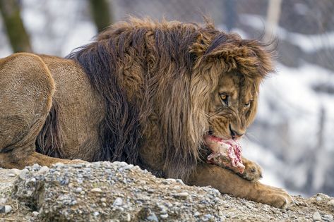 https://flic.kr/p/2h1GsBh | Atlas eating meat | And now, a lion picture! Lion Eating Prey, Lion Prey, Lion Eating, Jungle Kingdom, Barbary Lion, The Veldt, Panthera Leo, Lions Photos, Lion And Lamb