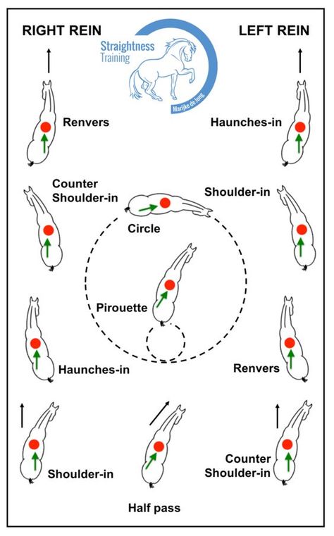 4 Tips On How To Train Lateral Movements Dressage Exercises, Horse Training Exercises, Horse Lessons, Horse Information, Dressage Training, Horse Exercises, Horse Riding Tips, Natural Horsemanship, Horse Training Tips